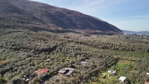 Fertile soil fields at the foot of mountain hills for olive tree cultivation and Stockbeeldmateriaal 318650843