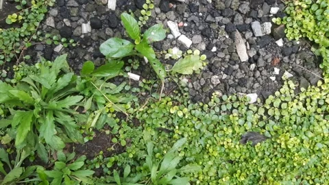 Fertile Soil Stock Footage 325601506