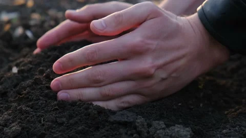 Fertile soil in the hands of a farmer or gardener, close-up. Farmer concept Stock Footage 167371341