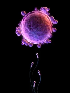 Fertilisation, artwork Illustrazione stock