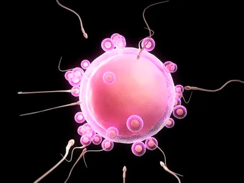 Fertilisation; artwork Stock Illustration