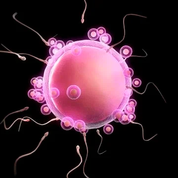 Fertilisation; artwork Stock Illustration