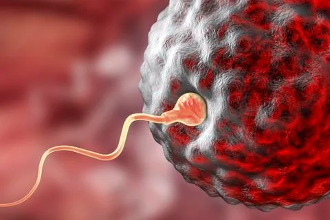 Fertilisation of human egg, illustration Stock Illustration