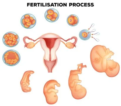Fertilisation process on human Stock Illustration
