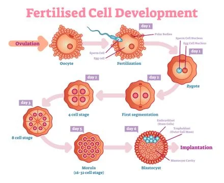 Fertilised Cell development diagram, vector illustration. Stock Illustration