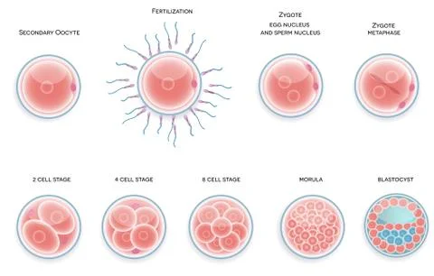 Fertilised cell development Illustrazione stock
