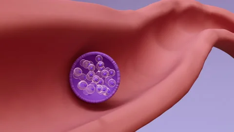 Fertilised egg developing into foetus, animation 스톡 동영상 203938874