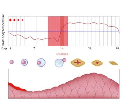 Fertility chart Stock Illustration