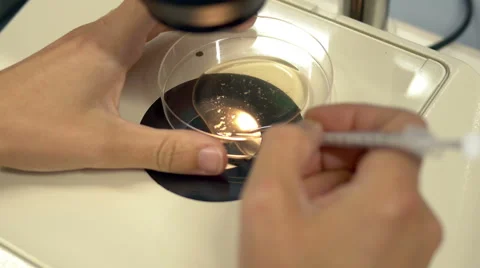 A fertility doctor uses a microscope and a syringe to examine eggs Stock Footage 42359098