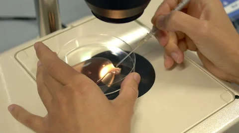 A fertility doctor is using a microscope and a syringe to examine female eggs Stock Footage 42250103