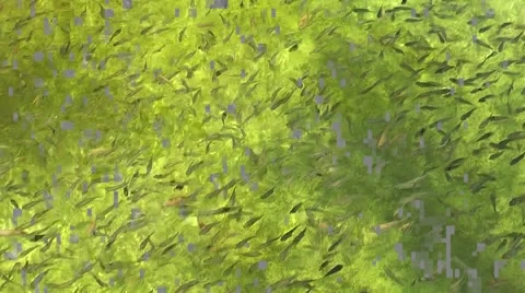 Fertility Stock-Footage 4682130
