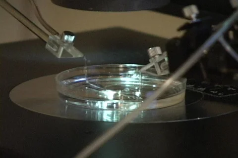 Fertility Treatment 02 microscope Video stock 455164