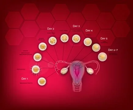Fertilization and embryo development Stock Illustration