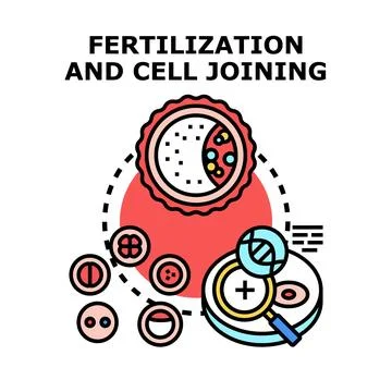 Fertilization and human cell joining process vector concept Stock Illustration