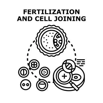 Fertilization and human cell joining process vector concept Stock Illustration