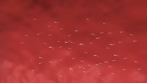 Fertilization can only occur with the meeting of a sperm and an egg. Stock Footage 229424367