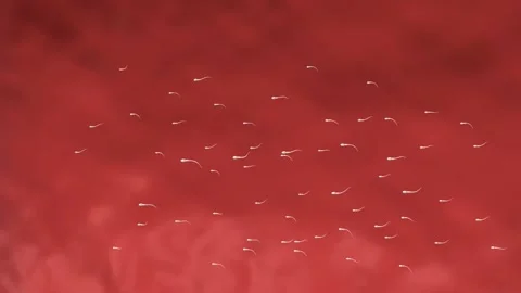 Fertilization can only occur with the meeting of a sperm and an egg. Stock Footage 229424482