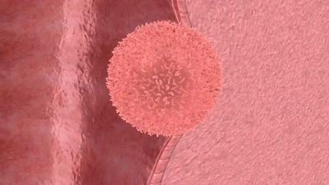 Fertilization can only occur with the meeting of a sperm and an egg. Stock Footage 229424520