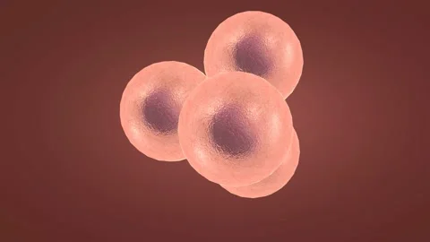 Fertilization can only occur with the meeting of a sperm and an egg. Stock Footage 229424705