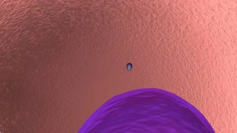 Fertilization can only occur with the meeting of a sperm and an egg. Stock Footage 229425355