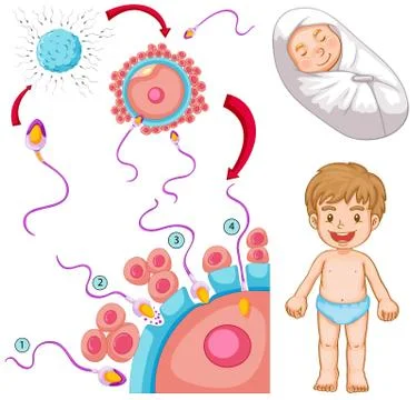 Fertilization diagram and little boys 库存插图