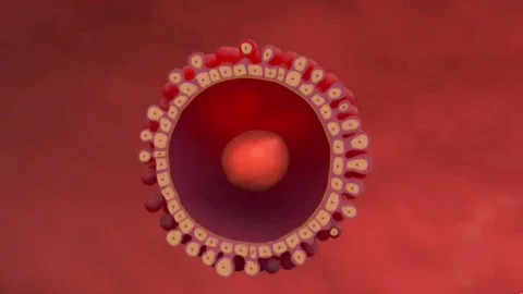 Fertilization of egg Stock Footage 269202560