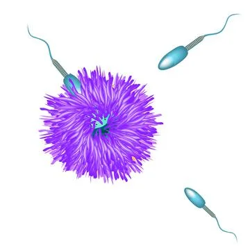 Fertilization of an egg with sperm. Vector illustration on isolated background Stock Illustration