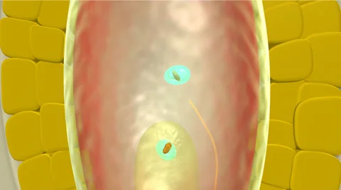 FERTILIZATION IN FLOWER Stock Footage 43061408