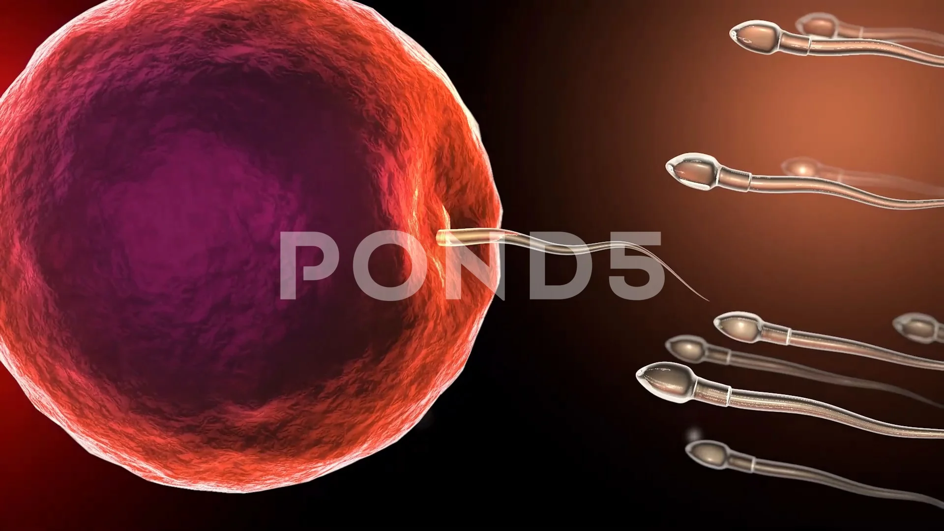 fertilized human egg