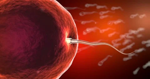 Fertilization of human egg cell Stock Footage 104622527