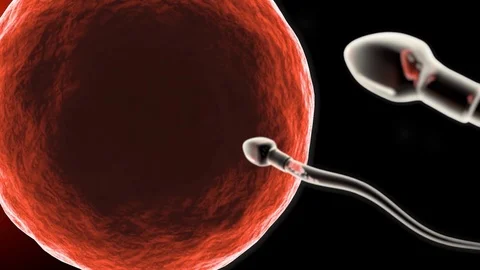 Fertilization of human egg cell Stock Footage