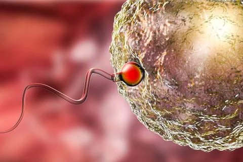 Fertilization of human egg cell by spermatozoan Stock Illustration