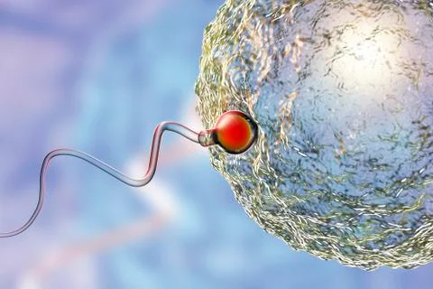 Fertilization of human egg cell by spermatozoan Stock Illustration