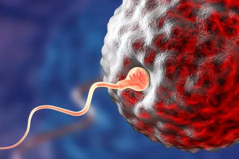 Fertilization of human egg cell by spermatozoan Stock Illustration