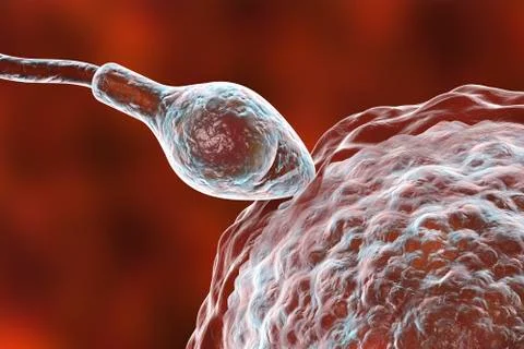 Fertilization of human egg cell by spermatozoan Stock Illustration