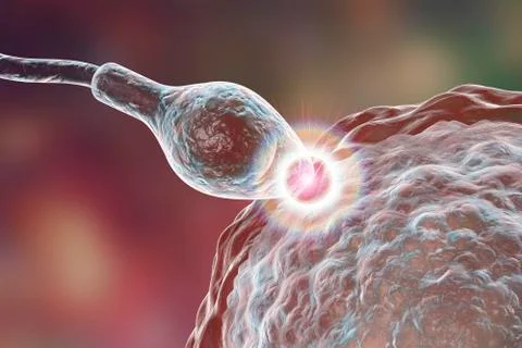 Fertilization of human egg cell by spermatozoan Stock Illustration