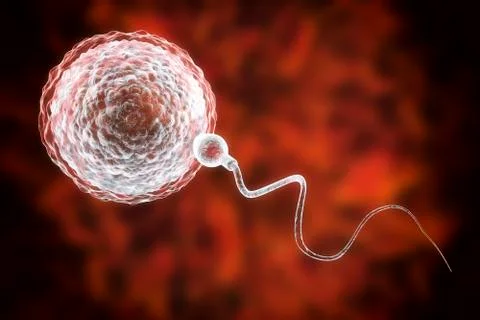 Fertilization of human egg cell by spermatozoan Stock Illustration