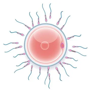 Fertilization Stock Illustration