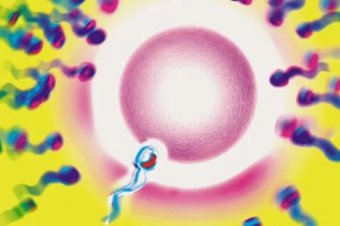Fertilization Stock Illustration