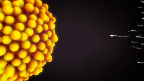 Fertilization Stock Illustration