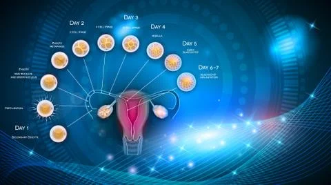 Fertilization Stock Illustration