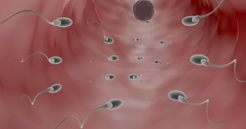 Fertilization Illustrazione stock