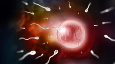 Fertilization - new beginnings Иллюстрация
