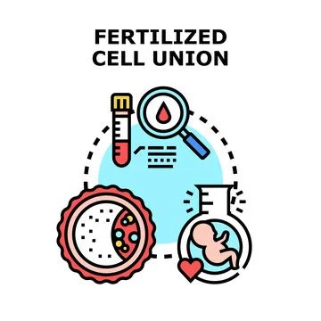Fertilization process, cell union, and embryonic development Stock-Illustration