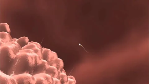 Fertilization process Stock Footage 269193289