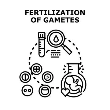Fertilization process of gametes in reproductive technology Stock Illustration