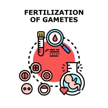 Fertilization process of gametes in reproductive technology Stock Illustration