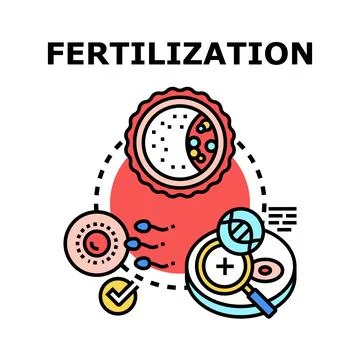 Fertilization process of human egg and sperm Stock Illustration