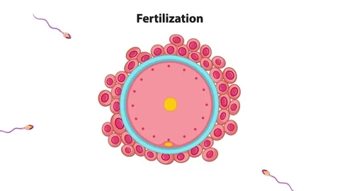 Fertilization process illustration showing sperm approaching and penetratin.. Stock-Footage 333808658
