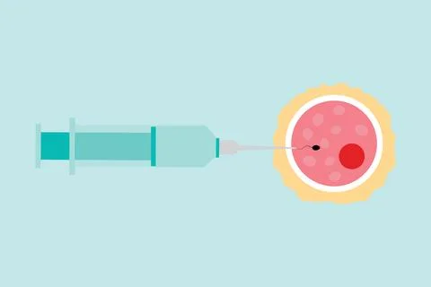 Fertilization Process Illustration, vector 库存插图